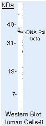 POLB Antibody in Western Blot (WB)