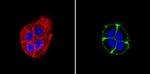 EpCAM Antibody in Immunocytochemistry (ICC/IF)