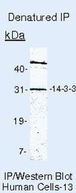 14-3-3 Pan Antibody in Immunoprecipitation (IP)