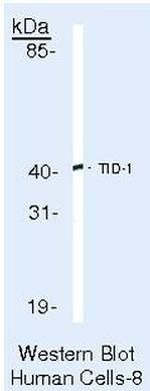 TID1 Antibody in Western Blot (WB)