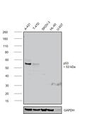 p53 Antibody in Western Blot (WB)