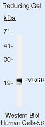 VEGF Antibody in Western Blot (WB)