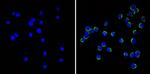 CD99 Antibody in Immunocytochemistry (ICC/IF)