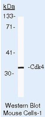 CDK4 Antibody in Western Blot (WB)