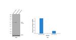 ICAM-1 Antibody in Western Blot (WB)