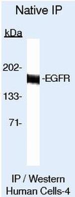 EGFR Antibody in Immunoprecipitation (IP)