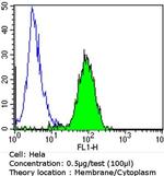 EGFR Antibody in Flow Cytometry (Flow)