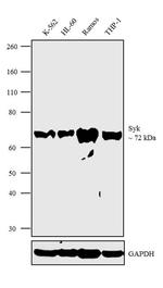 Syk Antibody in Western Blot (WB)