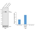 CD31 Antibody