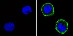 CD31 Antibody in Immunocytochemistry (ICC/IF)