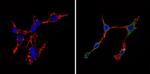 Cdk6 Antibody in Immunocytochemistry (ICC/IF)