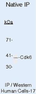 Cdk6 Antibody in Immunoprecipitation (IP)