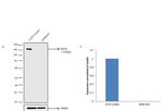 EGFR Antibody in Western Blot (WB)