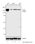 EGFR Antibody