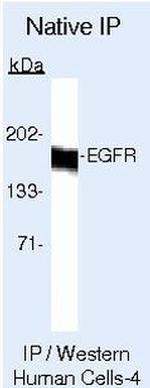 EGFR Antibody in Immunoprecipitation (IP)