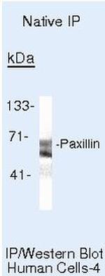 Paxillin Antibody in Immunoprecipitation (IP)