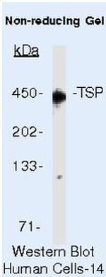 Thrombospondin 1 Antibody in Western Blot (WB)