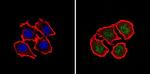 MGMT Antibody in Immunocytochemistry (ICC/IF)