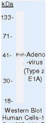 Adenovirus Type 2 E1A Antibody in Western Blot (WB)