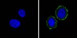 INSR alpha Antibody in Immunocytochemistry (ICC/IF)