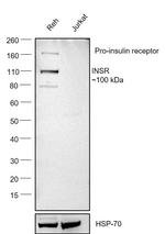 INSR Antibody