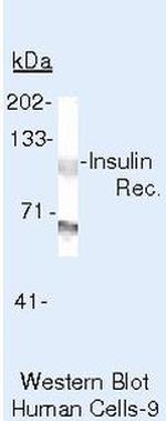 INSR Antibody in Western Blot (WB)