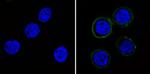 P-Glycoprotein Antibody in Immunocytochemistry (ICC/IF)