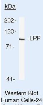 MVP Antibody in Western Blot (WB)