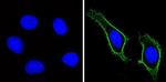 CD44 Antibody in Immunocytochemistry (ICC/IF)