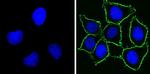 CD44 Antibody in Immunocytochemistry (ICC/IF)