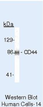 CD44 Antibody in Western Blot (WB)