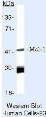 Mcl-1 Antibody in Western Blot (WB)