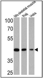 Actin Muscle Antibody in Western Blot (WB)