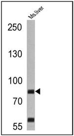 HGF Antibody in Western Blot (WB)