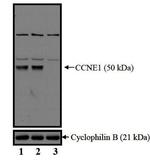 Cyclin E Antibody