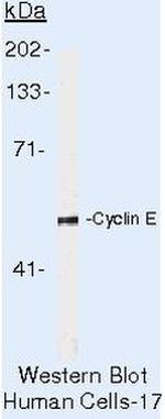 Cyclin E Antibody in Western Blot (WB)