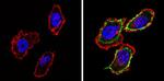 PSA Antibody in Immunocytochemistry (ICC/IF)