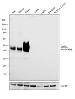 CD79a Antibody in Western Blot (WB)