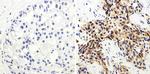 COX2 Antibody in Immunohistochemistry (Paraffin) (IHC (P))