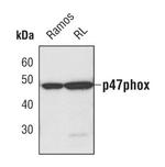 p47phox Antibody in Western Blot (WB)