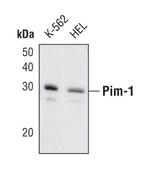 PIM1 Antibody in Western Blot (WB)
