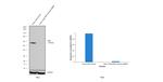 PKM1/PKM2 Antibody in Western Blot (WB)