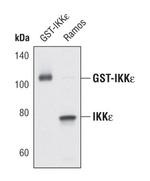 IKK epsilon Antibody in Western Blot (WB)