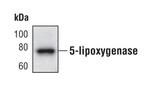 ALOX5 Antibody in Western Blot (WB)