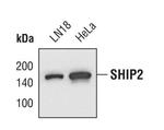 SHIP2 Antibody in Western Blot (WB)