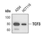 TCF3 Antibody in Western Blot (WB)