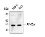 AP2 alpha Antibody in Western Blot (WB)