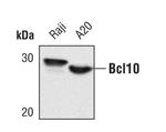 Bcl-10 Antibody in Western Blot (WB)