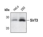 SIRT3 Antibody in Western Blot (WB)
