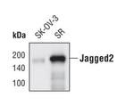 Jagged2 Antibody in Western Blot (WB)